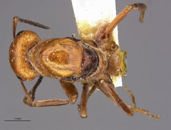 Media type: image;   Entomology 21723 Aspect: habitus dorsal view